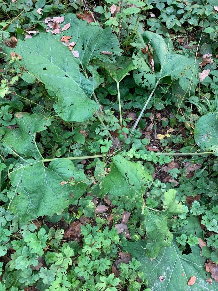 was ist das im Wald.jpg