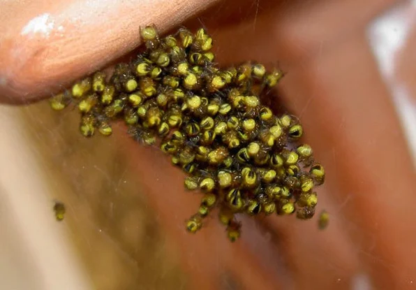 Was mag das wohl sein?