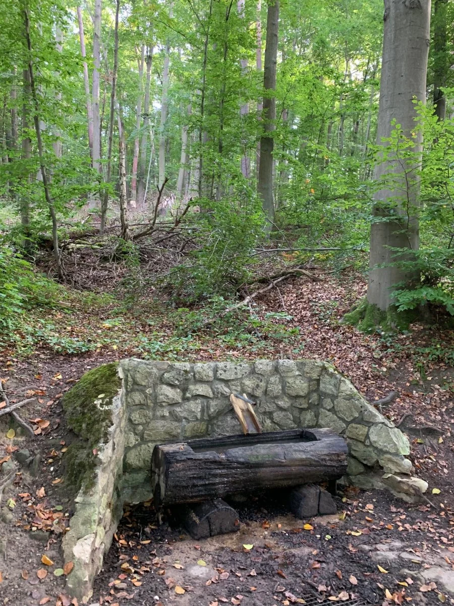 wassertrog im wald.jpg