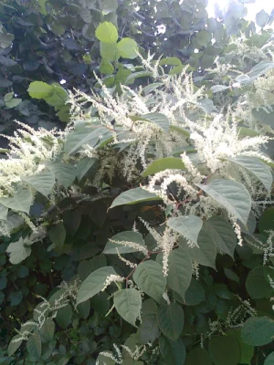 Weisse Elfenblüten