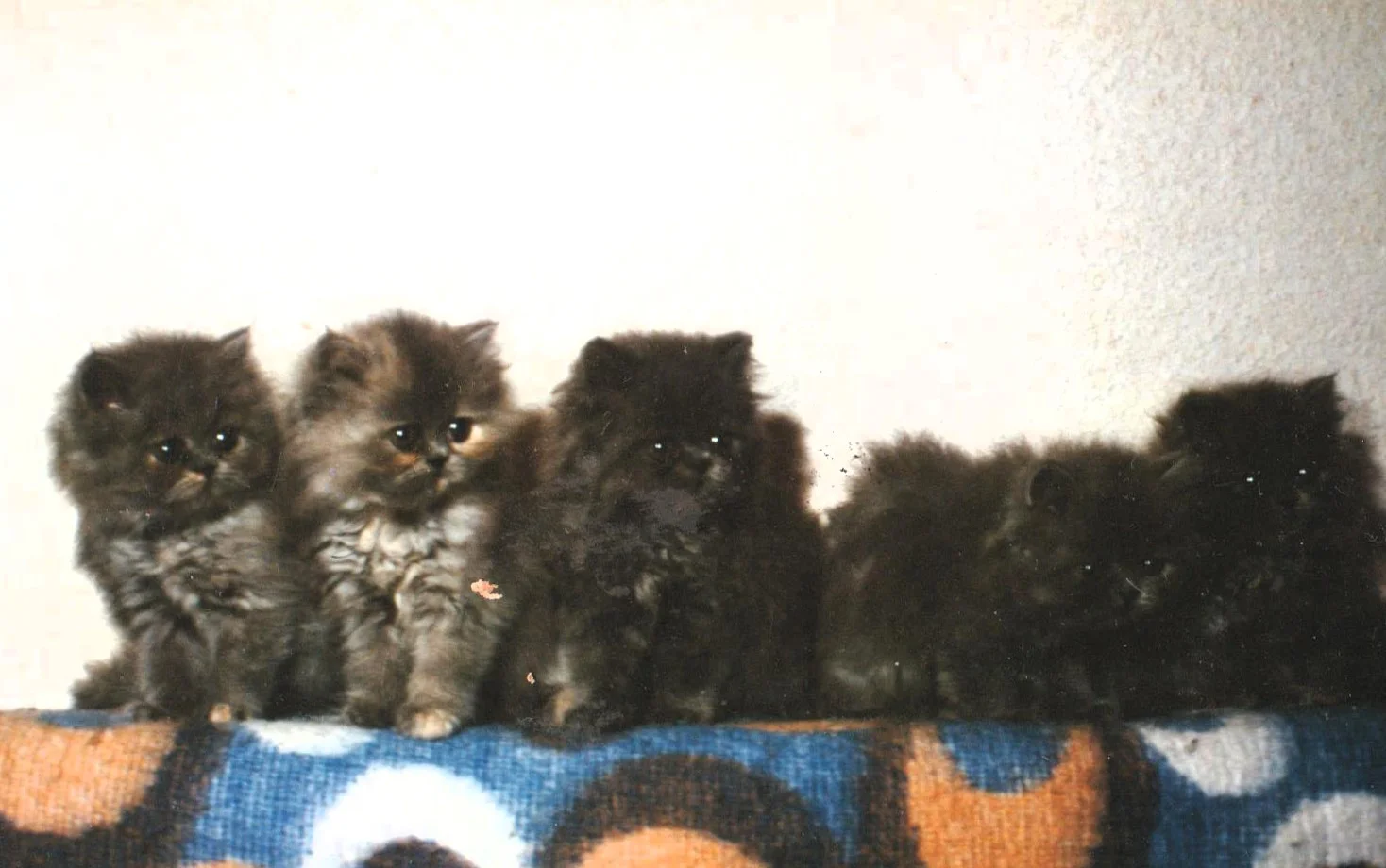 Wurf von Puppy 001.jpg