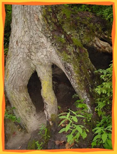 wurzelkraft