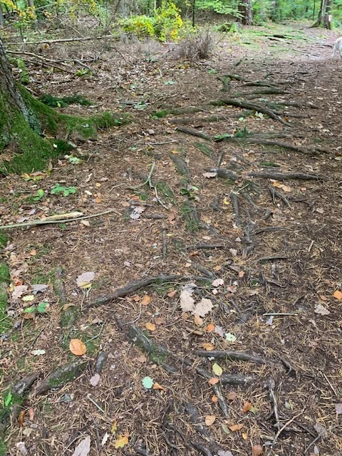 wurzelweg.jpg