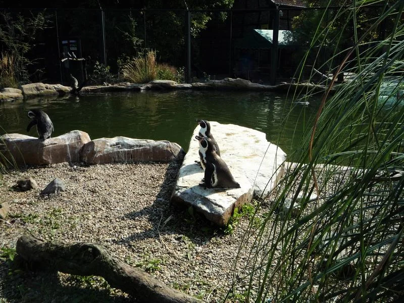 zoo 1.jpg