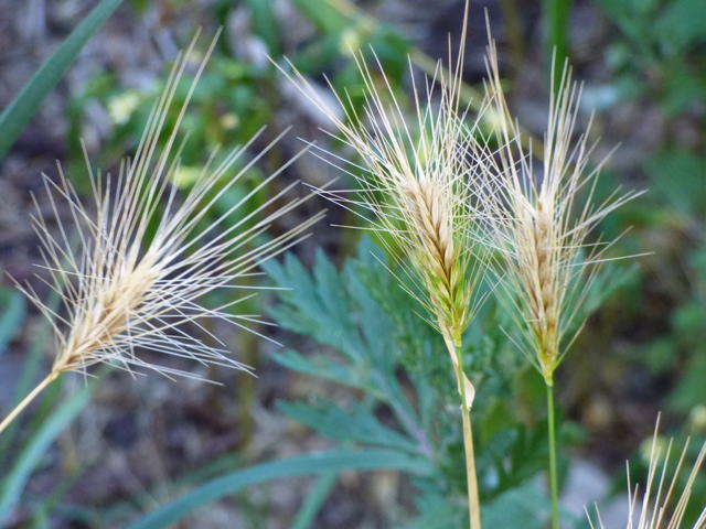 33975514bv.jpg