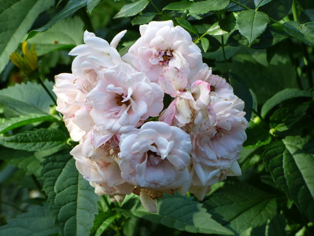 33975615fg.jpg