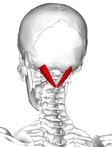 Rectus_capitis_posterior_major.jpg
