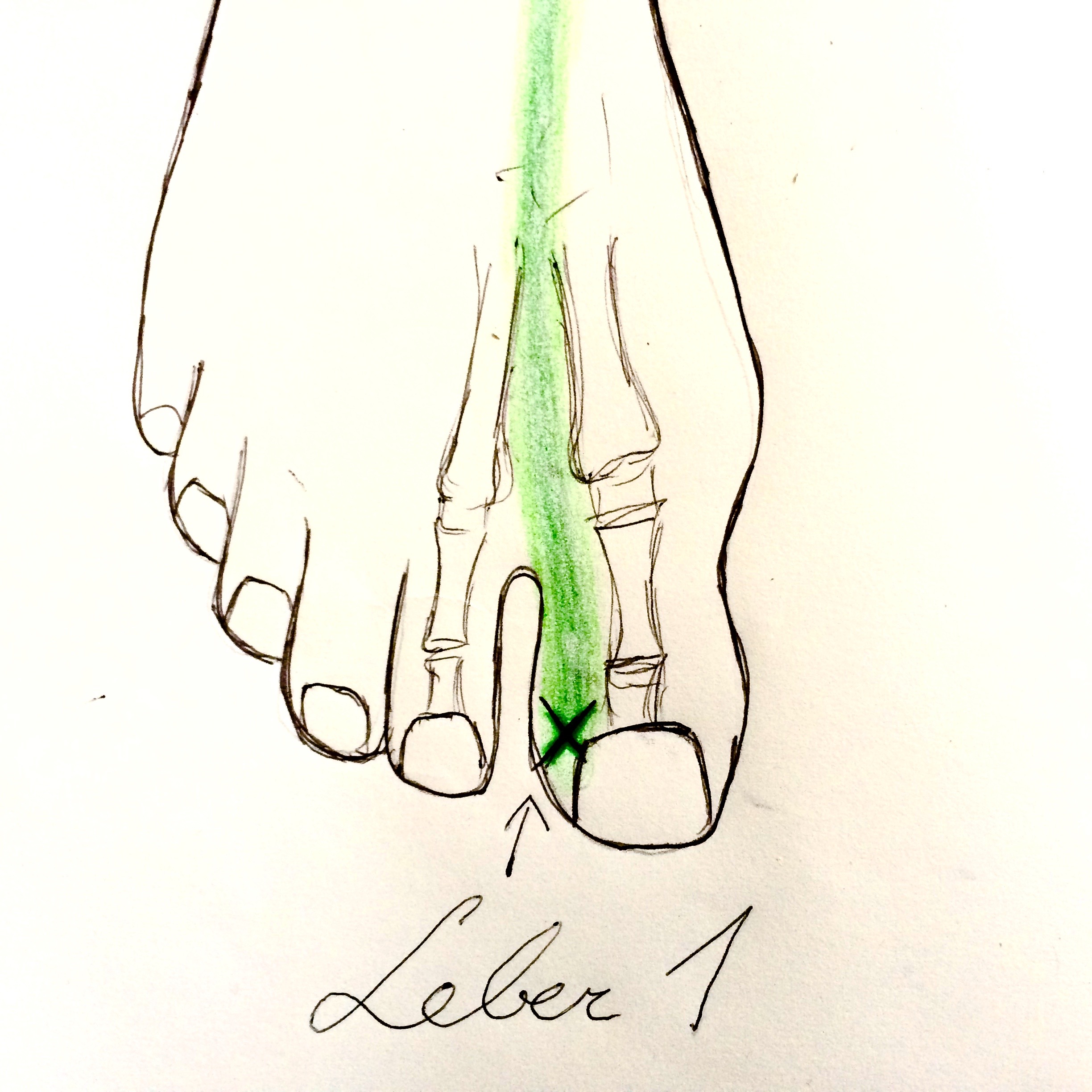 Leber1.jpg