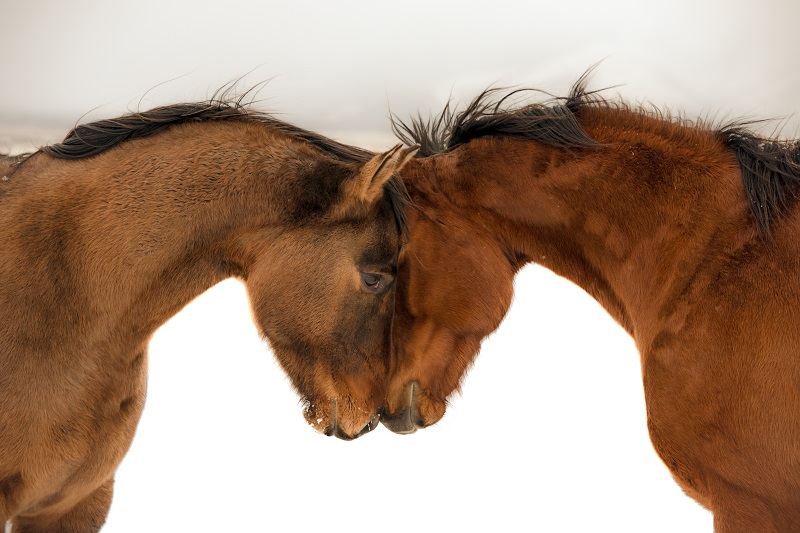 www.4my.horse