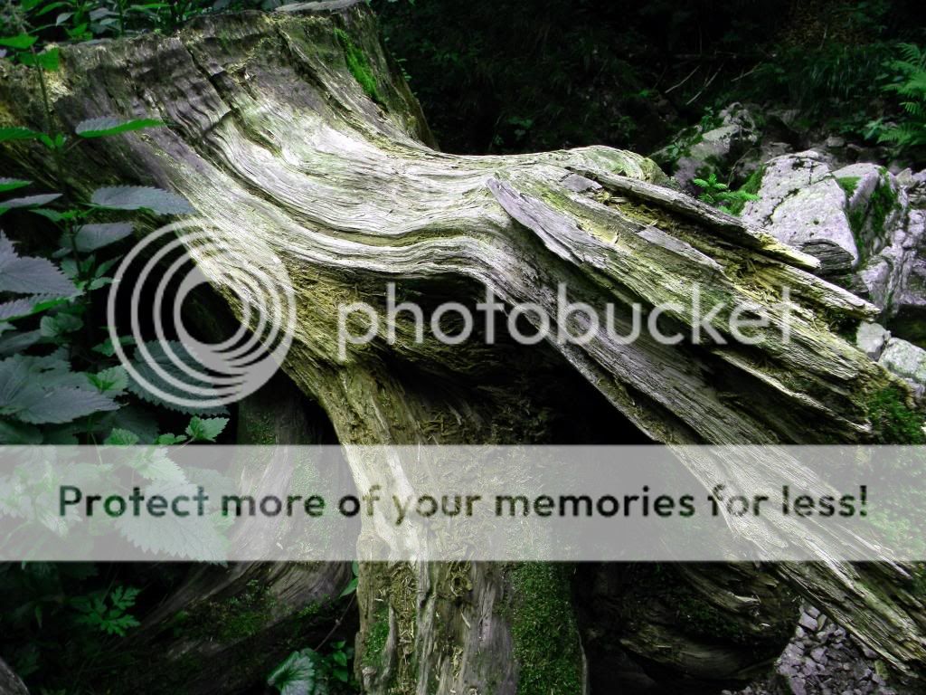 Esobaumtorso_zpsa0d7f160.jpg