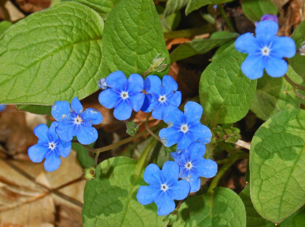 Boraginaceae_-_Omphalodes_verna-6.JPG