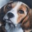 thecampbeagle.com