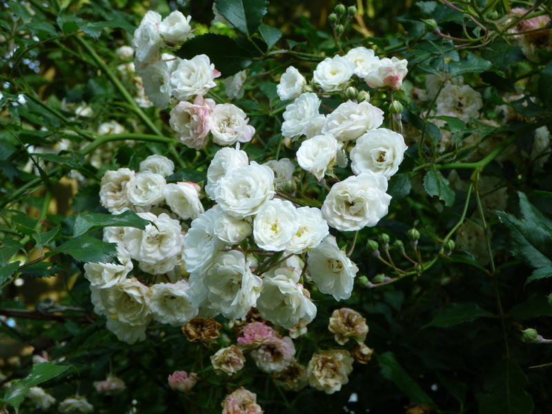 29735392nt.jpg