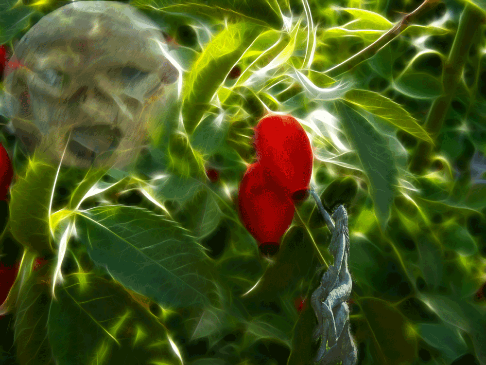 all-the-fruits.png