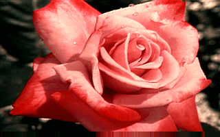 ROSE.jpg