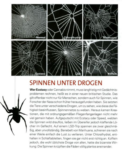 Spinnen%20Unter%20Drogen.jpg