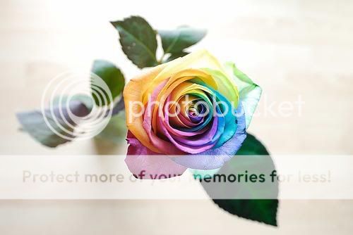 ROSE.jpg