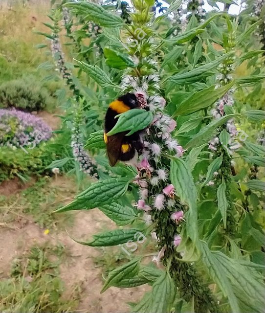 Photo-1726238166553.jpg