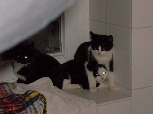katzenpyramide.gif