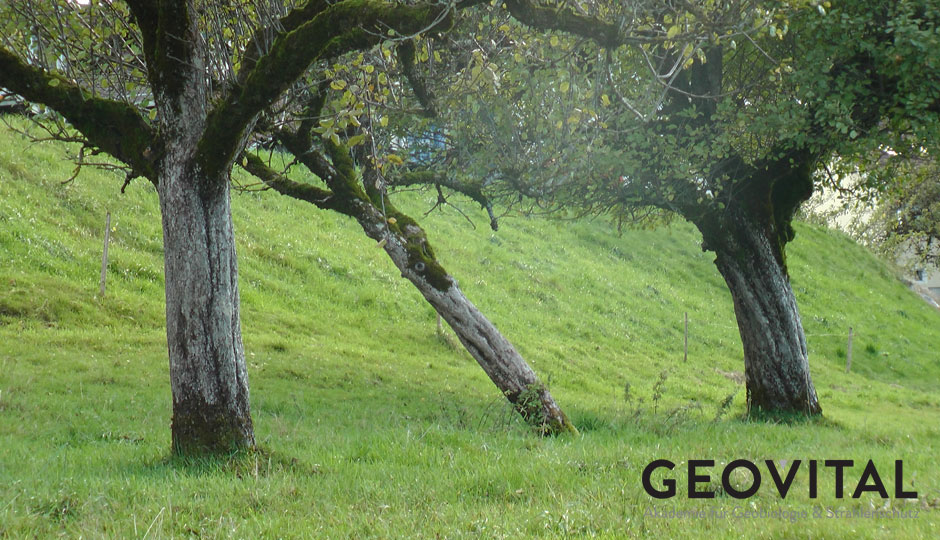 geovital.com