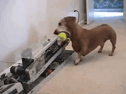 ntx2yh1kckg.gif