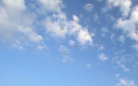 mouches-volantes-465x290.jpg