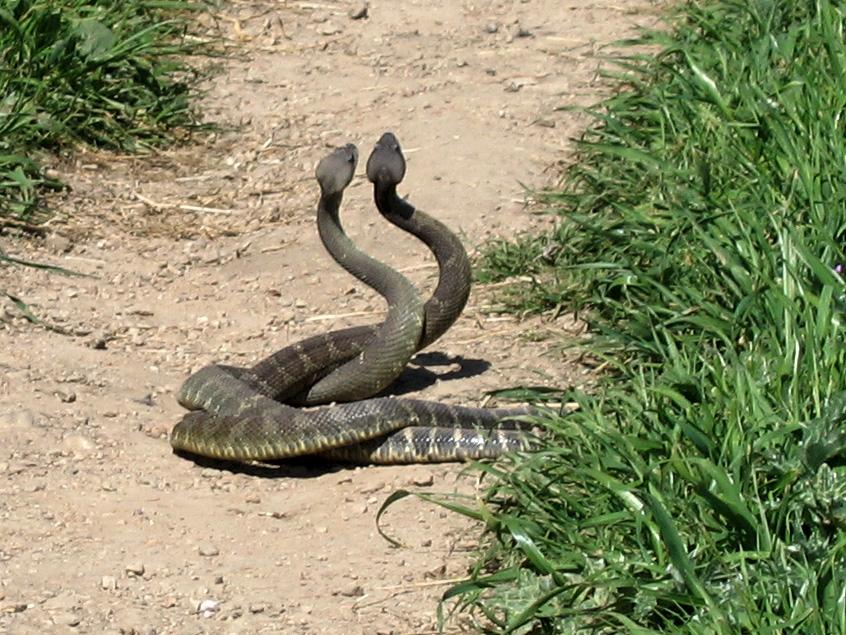 Rattlesnake_Dance_01.jpg