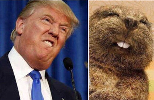 Trump_mem_Dailymail1.jpg