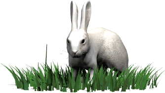 kaninchen.gif