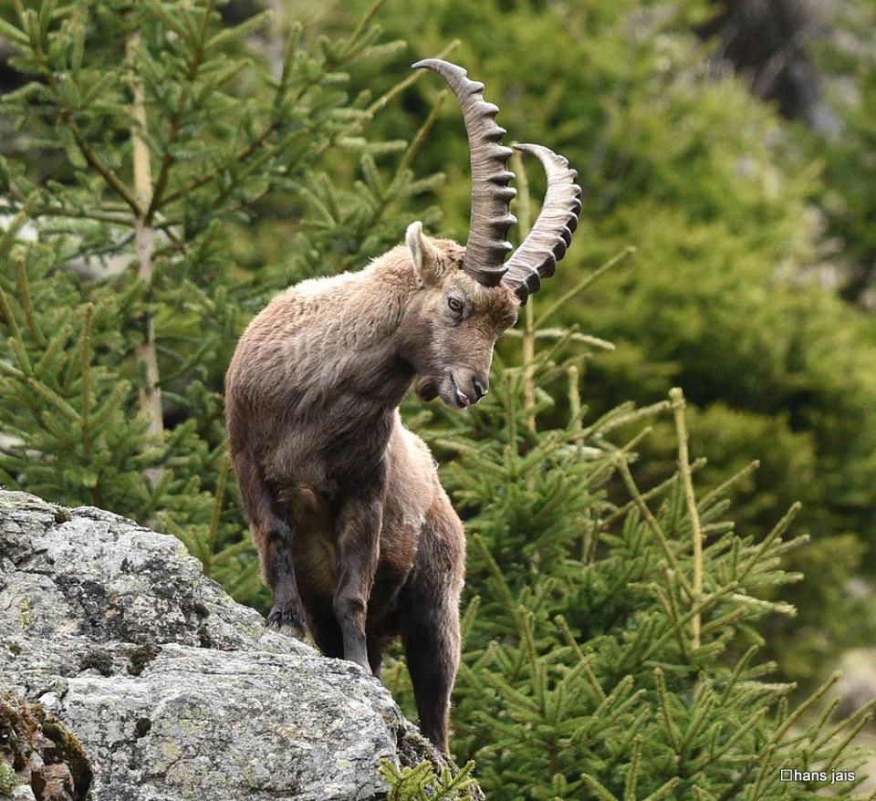 steinbock-5639760189_n.jpg