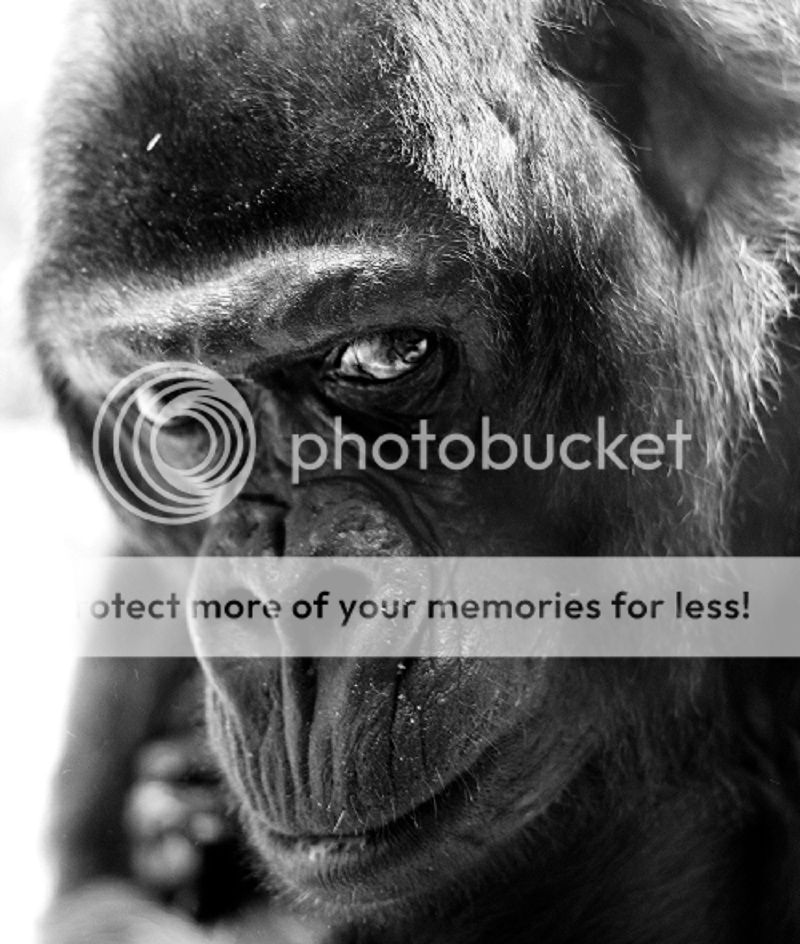 GorillePortraitkleiner_zps7e7380ed.jpg