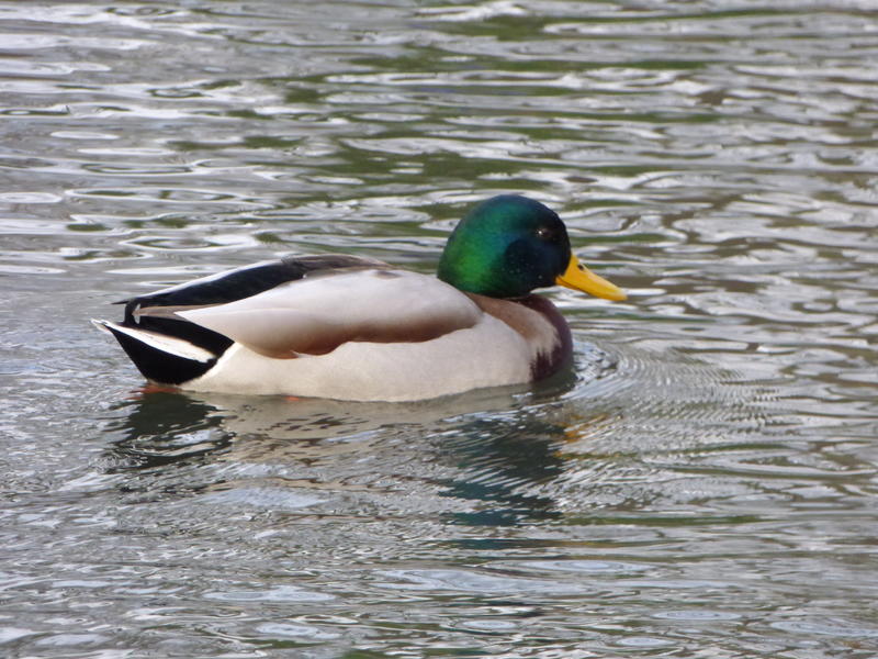 31697770re.jpg