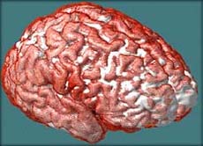 www.wissenschaft.de