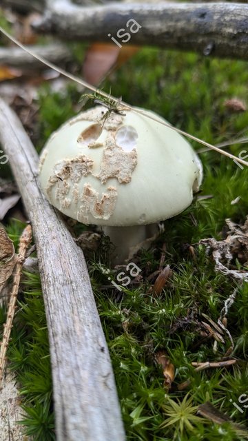 Photo-1728398477732.jpg