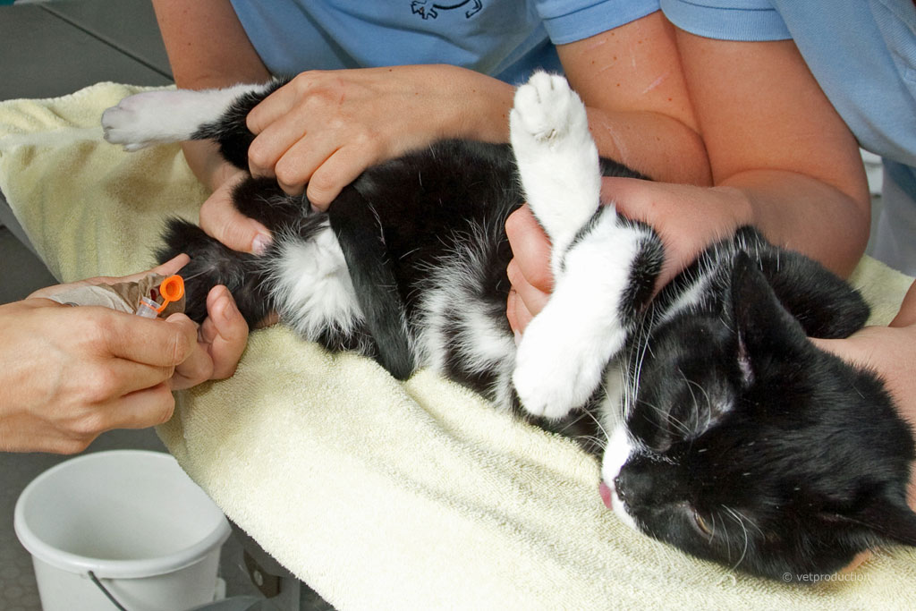 www.tiermedizinportal.de