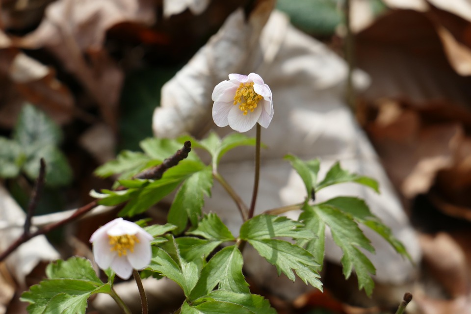 nature-1277390_960_720.jpg
