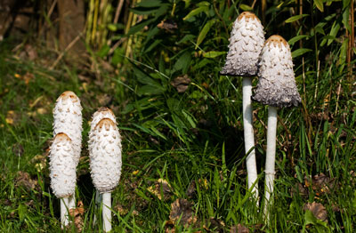 schopftintling_coprinus_gross.jpg