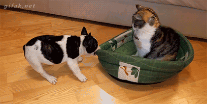 xnju9si16tg.gif