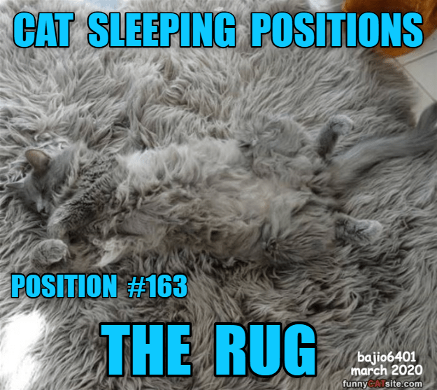 the-guide-to-cat-sleeping-positions