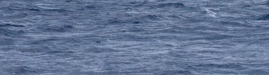 whalesanctuaryproject.org