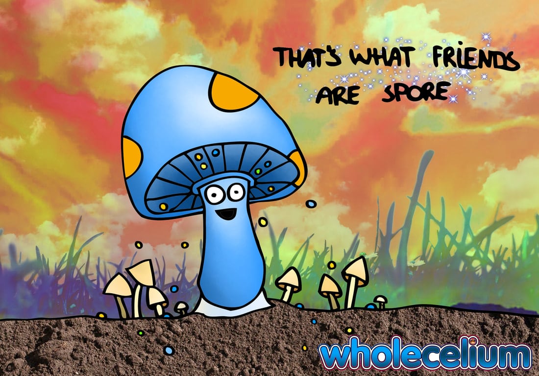 www.wholecelium.com