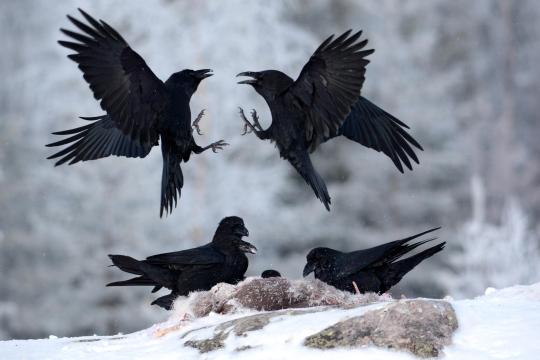 Common-raven-in-winter.jpg