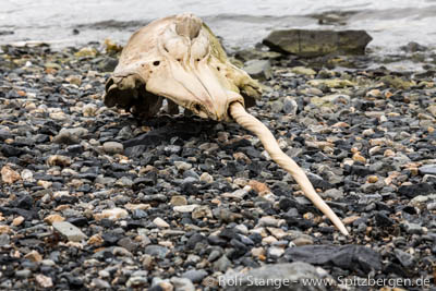 www.spitzbergen.de
