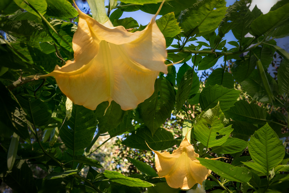 www.gartenjournal.net