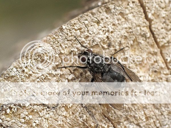 _MG_8760MacroTest_zpsfaafc909.jpg