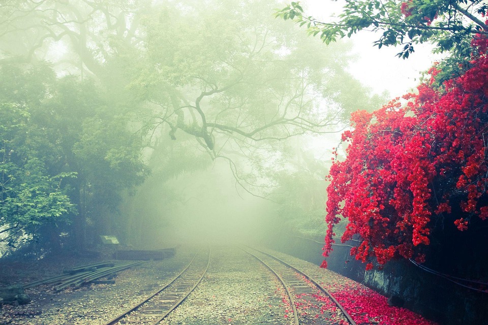 alishan-2136879_960_720.jpg