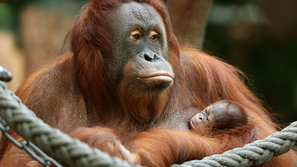 579264285-orang-utan-mama-lea-Mo7p0qBaRNG.jpg
