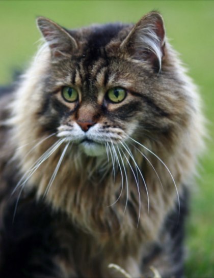 classic-maine-coon-male.jpg