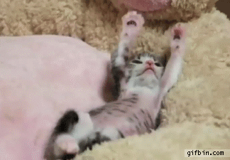 1314959260_kitten_streching.gif
