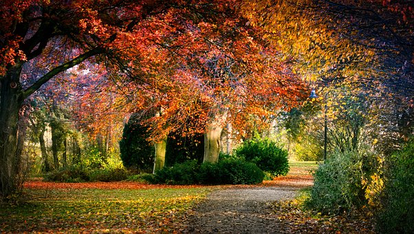 autumn-3823736__340.jpg